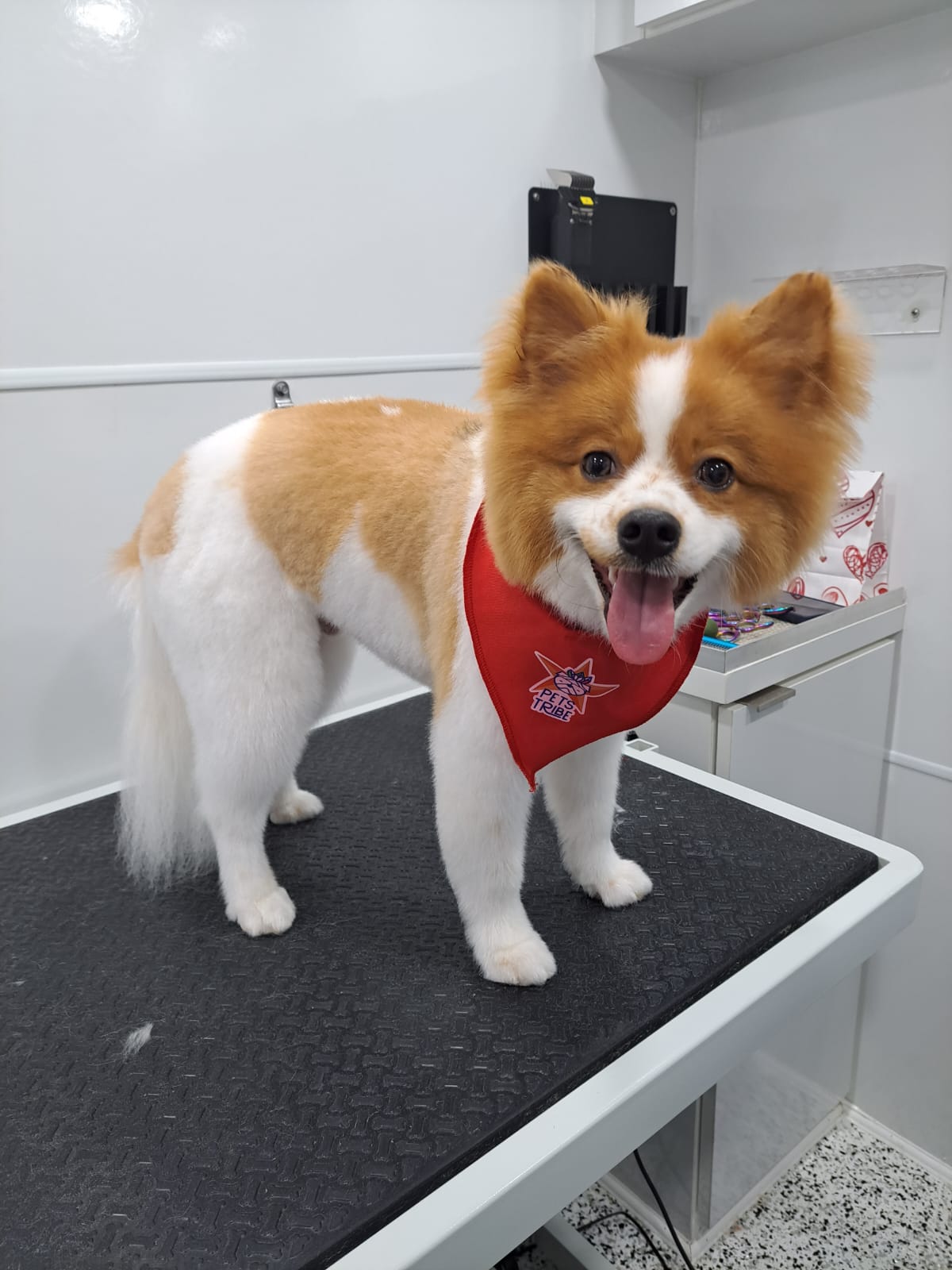 Mobile dog grooming in Sugar Land, Texas Personalized pet care