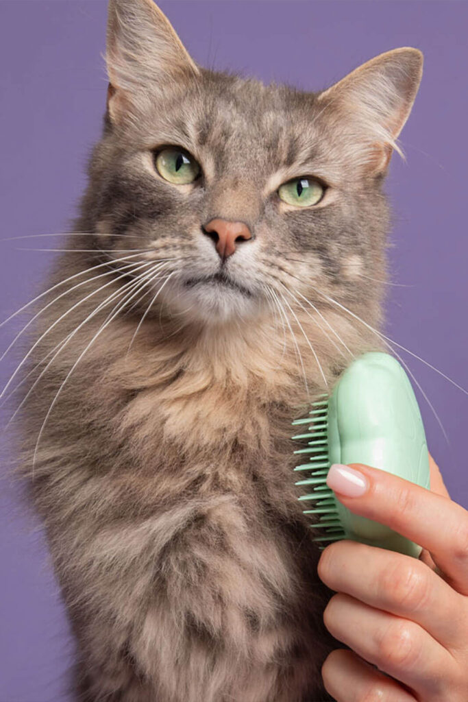 Pets Tribe Tx - cat grooming - full grooming