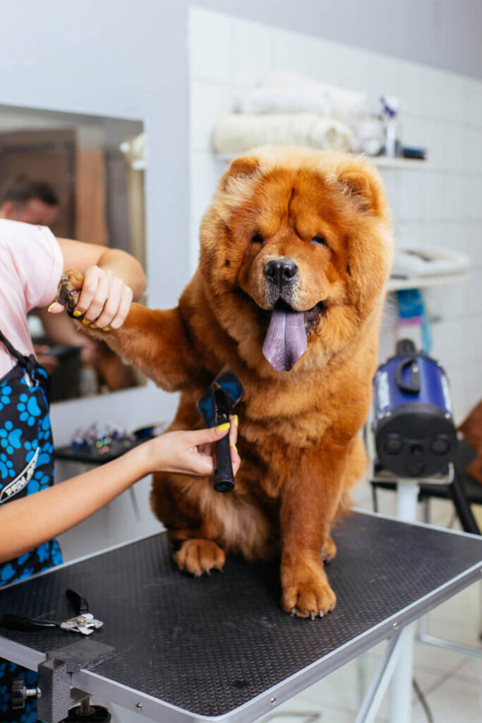 Pets Tribe Tx - dog grooming - full star bath