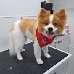 Mobile dog grooming service in Sugar Land