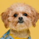 pets-tribe-tx-dog-grooming-2