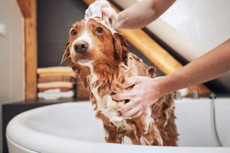 Pets Tribe Tx - dog grooming - full bath
